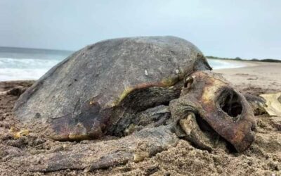 Sin respuesta sobre el hallazgo de más de 15 tortugas marinas muertas en Salinas del Marqués