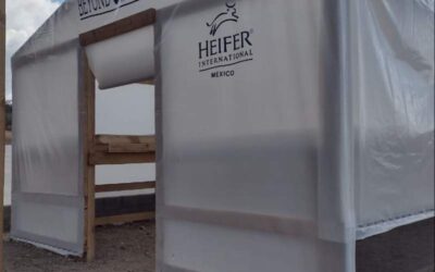 Con patios de secado comunitarios y secadores solares, Beyond Coffee de Heifer Internacional lleva beneficios a poblaciones cafetaleras enteras en municipios de Chiapas