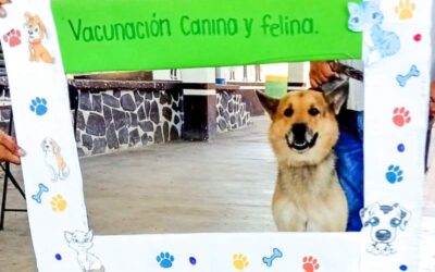 Inicia Jurisdicción Sanitaria #Istmo  #VacunaciónAntirrábica Canina y Felina