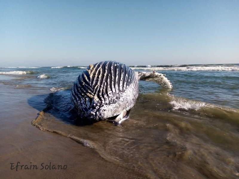 Aparece ballena muerta en costas de Santa María del Mar, Juchitán