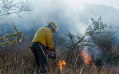Gobierno de Oaxaca actúa para proteger la zona arqueológica de Yagul y la población de jaguar