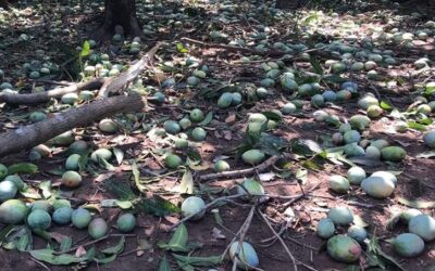 En Tapanatepec fueron 6 mil las y los productores de mango que perdieron su cosecha