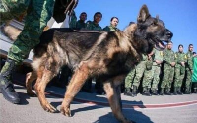 Proteo, uno de los perros rescatistas de la Sedena murió en Turquía