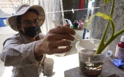 Llaman a la ciudadanía a evitar la proliferación de mosquitos transmisores del dengue