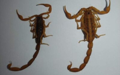 Recomienda SSO medidas para evitar picaduras de alacrán; se tiene suficiente abasto de suero