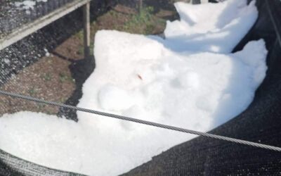 Atiende Coesfo daños provocados por fuerte granizada en vivero forestal de Magdalena Peñasco