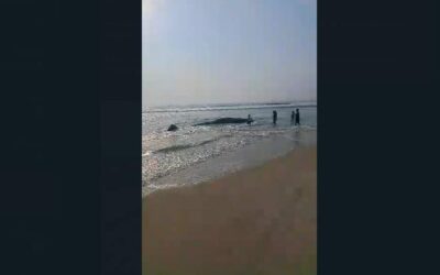 Ballena queda varada en playas de Chipehua