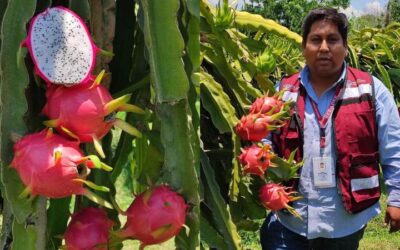 Promueve Sefader cultivo de pitahaya en Oaxaca