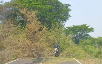 Un árbol le cae a motociclista en el Istmo
