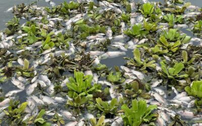 Mueren peces en el río Los Perros por causas desconocidas