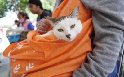 Municipio de Oaxaca realiza exitosa jornada de esterilización y servicio