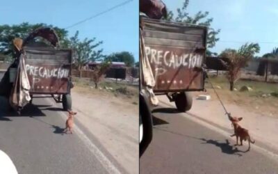 Por casos de Crueldad Animal registrados en el Istmo, inicia Fiscalía de Oaxaca carpetas de investigación