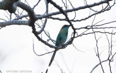 Promueven avistamiento de aves en la Reserva de la Biósfera Tehuacán-Cuicatlán