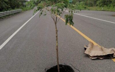 Con siembra de árbol, señalizan socavón formado en carretera de Oaxaca
