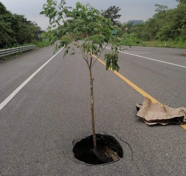 Con siembra de árbol, señalizan socavón formado en carretera de Oaxaca