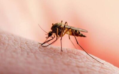 Confirman 274 casos por dengue en Oaxaca, llaman a tomar acciones preventivas