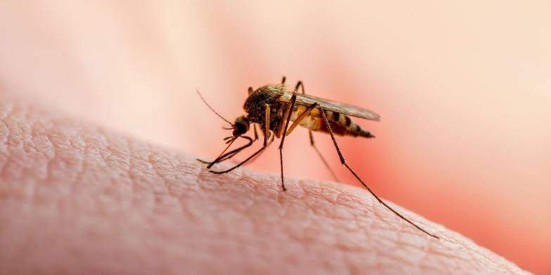 confirman-274-casos-por-dengue-en-oaxaca-llaman-a-tomar-acciones-preventivas