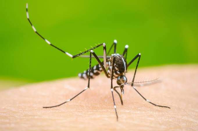 oaxaca-entre-los-estados-con-mas-casos-de-dengue-en-el-pais