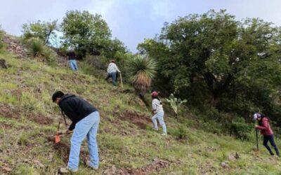 Se impulsan los Tequios Bienestar por la Reforestación de Oaxaca