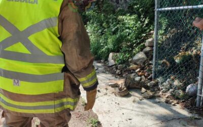 Boa se traga a un minino en la Costa de Oaxaca; bomberos no pudieron hacer nada