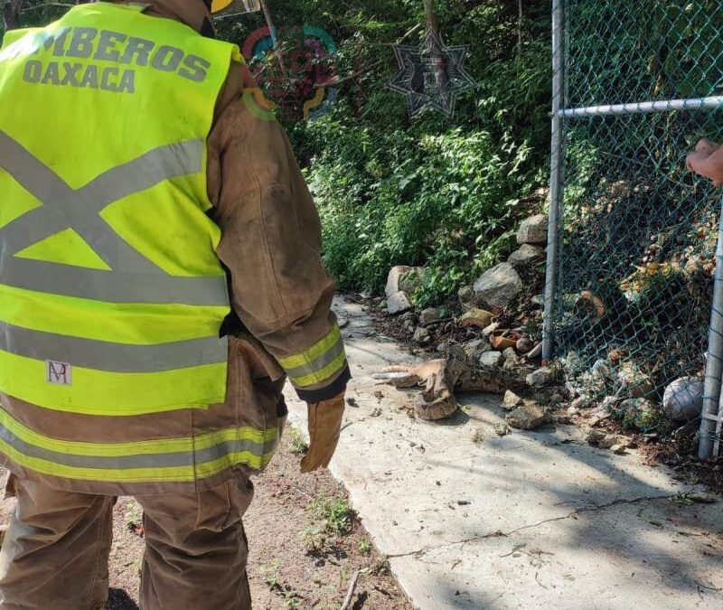 Boa se traga a un minino en la Costa de Oaxaca; bomberos no pudieron hacer nada