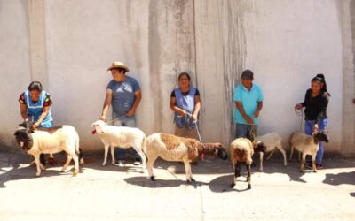 Alianzas que impactan en el desarrollo del Sistema Agave-Mezcal en Oaxaca
