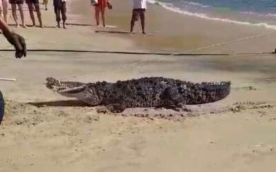 Capturan cocodrilo en playas de Puerto Escondido