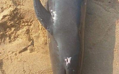 Aparece delfín muerto en playa de Huatulco