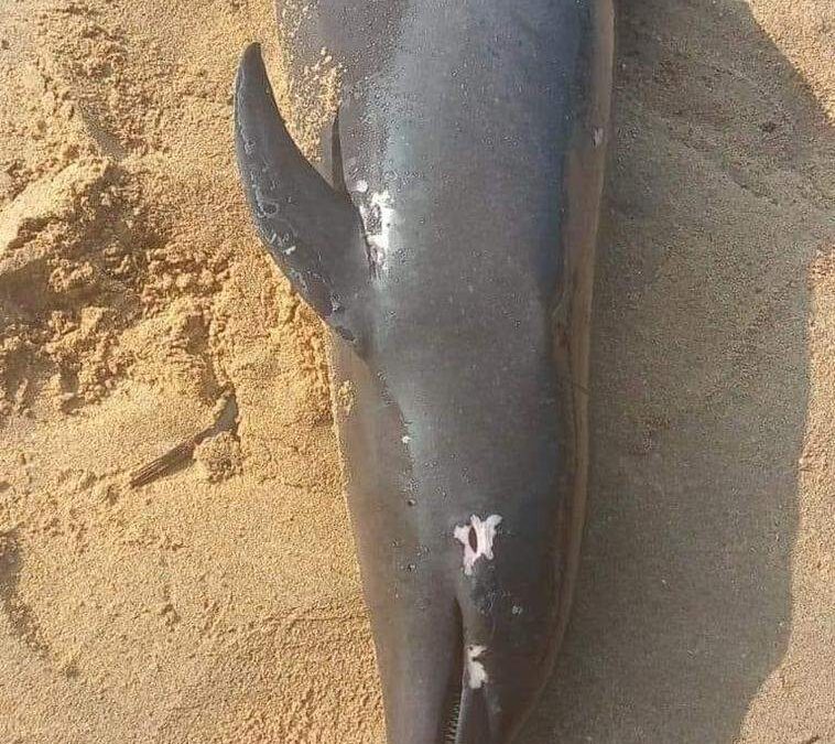 Aparece delfín muerto en playa de Huatulco