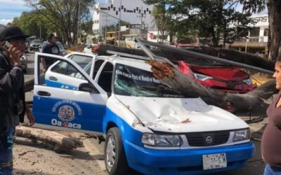 Cae árbol sobre dos autos en Tutla, hay una lesionada