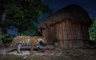 Captan majestuoso jaguar Maya