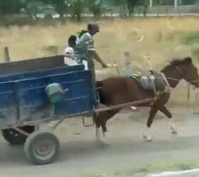 Juchitán reporta otro caso de maltrato animal