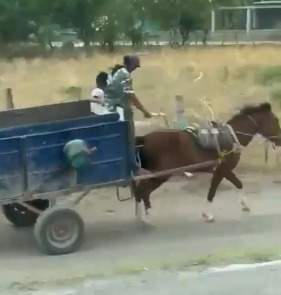 juchitan-reporta-otro-caso-de-maltrato-animal