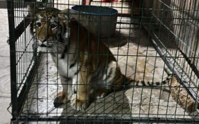 AMLO contempla reforma para garantizar la protección a la vida animal en su paquete del 5 de febrero