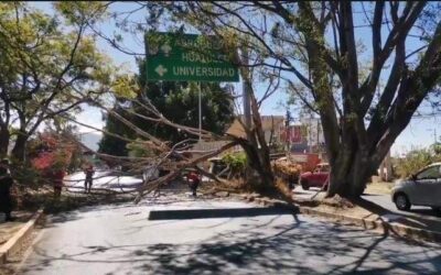 Colapsa árbol en Símbolos Patrios