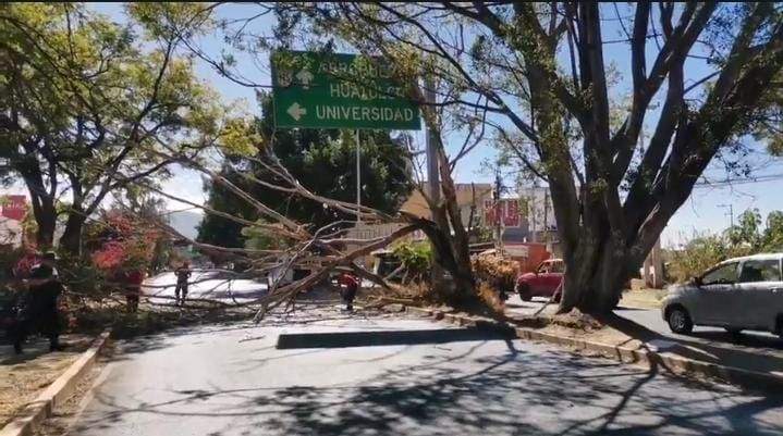 Colapsa árbol en Símbolos Patrios