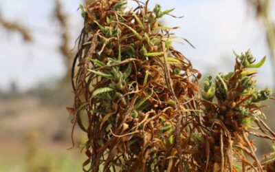 Realiza Oaxaca primera cosecha de Cannabis para uso industrial de México