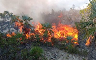 Liquidan incendio en la Mixteca de Oaxaca