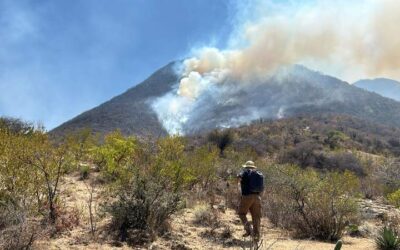 Van 700 hectáreas consumidas por incendios en Quiaviní y Güilá