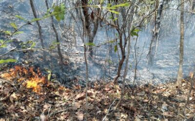 Aumenta a 44 mil hectáreas siniestradas por incendios en Oaxaca