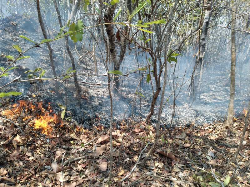 Aumenta a 44 mil hectáreas siniestradas por incendios en Oaxaca