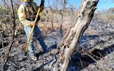 Controlan incendio forestal en límites de Oaxaca y Puebla