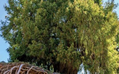 Exhortan a preservar el patrimonio natural de las ocho regiones de Oaxaca