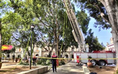 Bomberos de Oaxaca, podan árboles en el Zócalo de Oaxaca