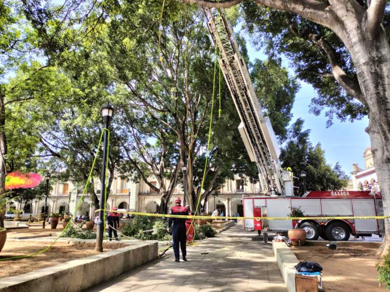 Bomberos de Oaxaca, podan árboles en el Zócalo de Oaxaca