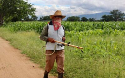 Atiende Sefader presencia de plaga en maíz en el municipio Ciénega de Zimatlán