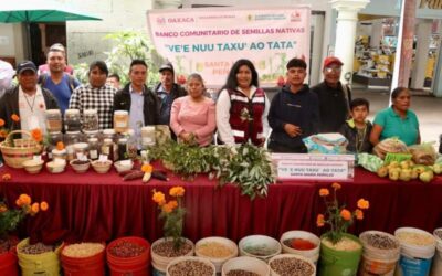 Celebran pueblos Día Nacional del Maíz en zócalo de Oaxaca de Juárez