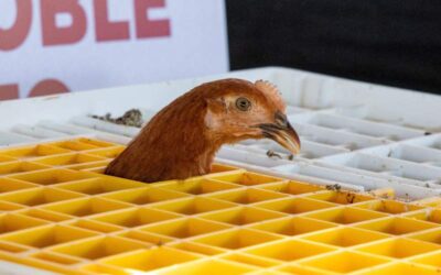 Entrega Gobierno del Estado apoyos a personas productoras afectadas por huracán John en la Costa