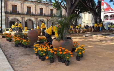 Más de 12 mil flores de cempasúchil embellecerán el Zócalo de Oaxaca en Día de Muertos