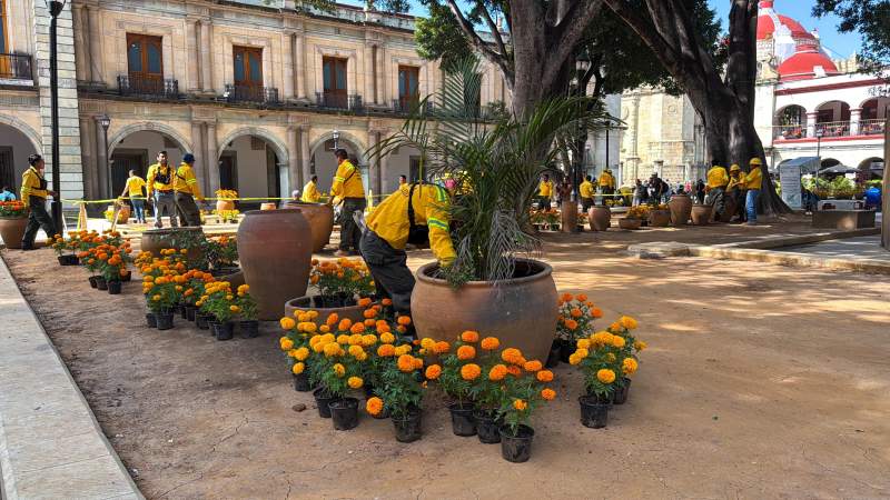 Más de 12 mil flores de cempasúchil embellecerán el Zócalo de Oaxaca en Día de Muertos